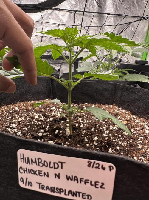 Smokey Rich Exotics. Week 5 - Chicken N Wafflez w/ The Nice Even Spaced Growth 😮‍💨🔥
