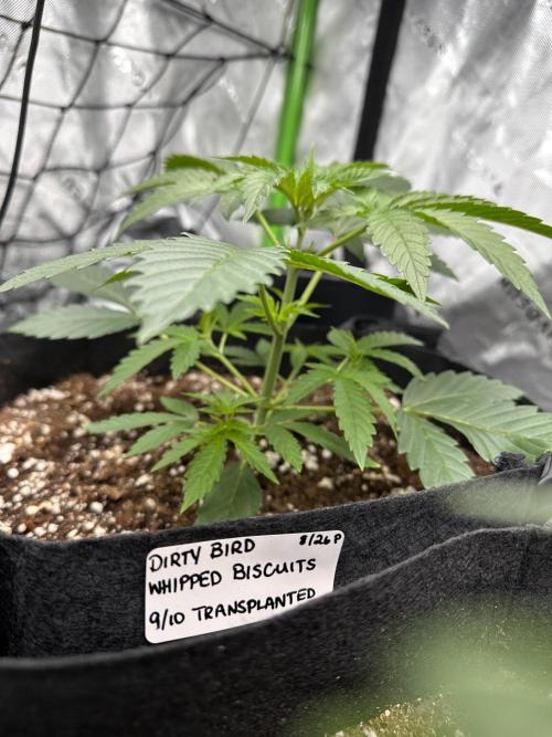 Smokey Rich Exotics. Week 5 - Whipped Biscuits Is A BEAST 😅💪🏽