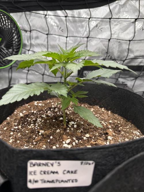 Smokey Rich Exotics. Week 5 - Ice Cream Cake , Petite But Still Neat 💪🏽😮‍💨🔥