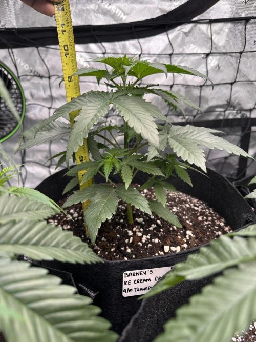 Smokey Rich Exotics. Week 6 - Ice Cream Cake