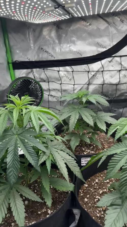 Smokey Rich Exotics