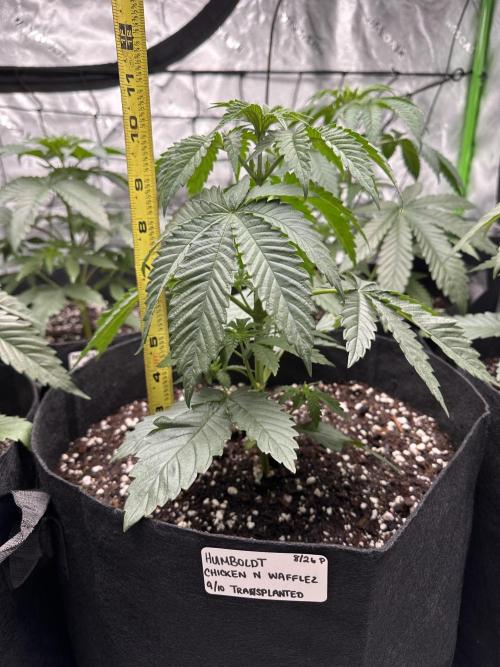 Smokey Rich Exotics. Week 6 - Chicken n Wafflez