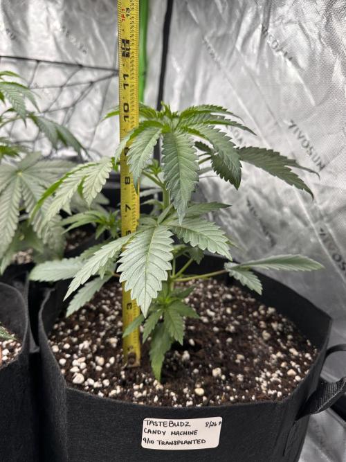 Smokey Rich Exotics. Week 6 - Candy Machine