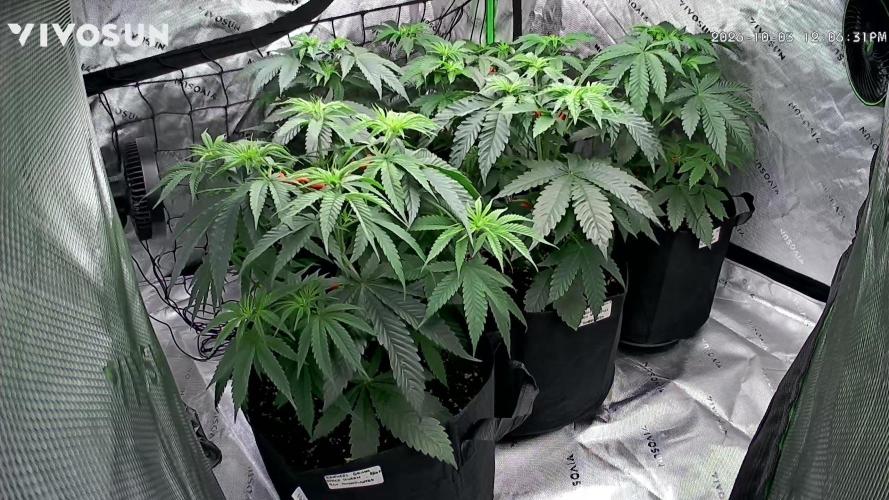 Smokey Rich Exotics. Week 7 - Before I Spread Them Apart