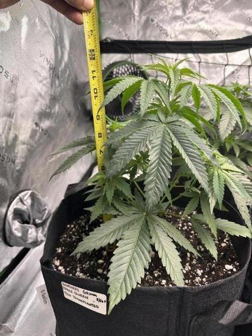 Smokey Rich Exotics. Week 6 - Space Queen