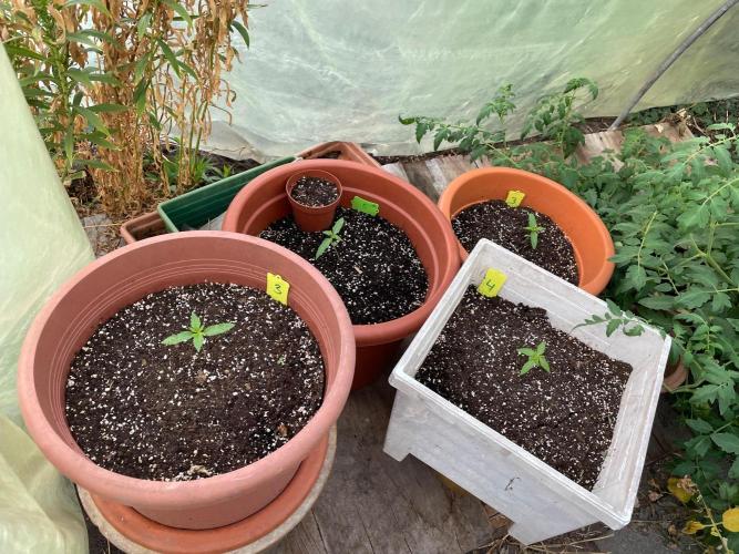 Alle unsere Buddy’s. Week 3 - Nein, hier sind sie endlich im Gewächshaus.. 