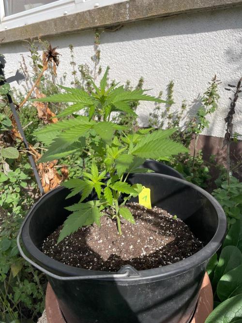Alle unsere Buddy’s. Week 4 - Die hier steht draußen, der Topf scheint mir fast ein wenig klein zu sein.