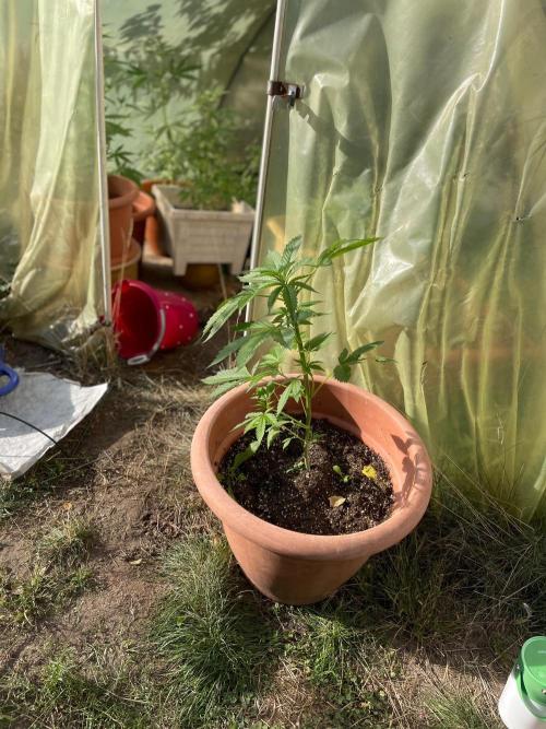 Alle unsere Buddy’s. Week 6 - …ein wenig, umplatzieren, um die größtmögliche Sonnenausbeute zu gewährleisten💚