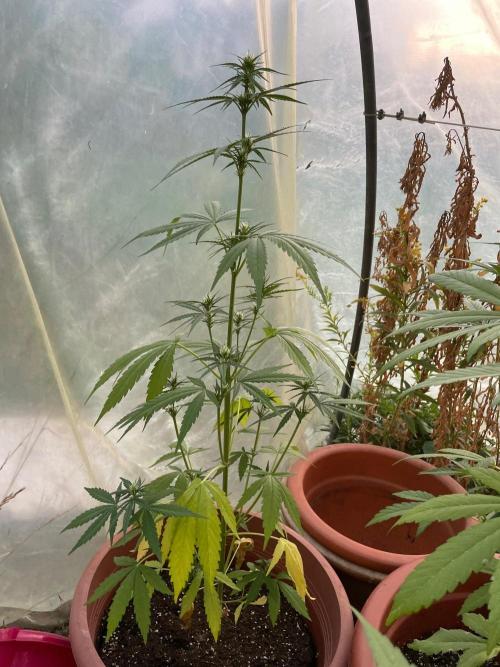 Alle unsere Buddy’s. Week 7 - Die Blütephase ist eingeläutet🌼🔔
Fast Buds:
„West Coast O.G. Auto“