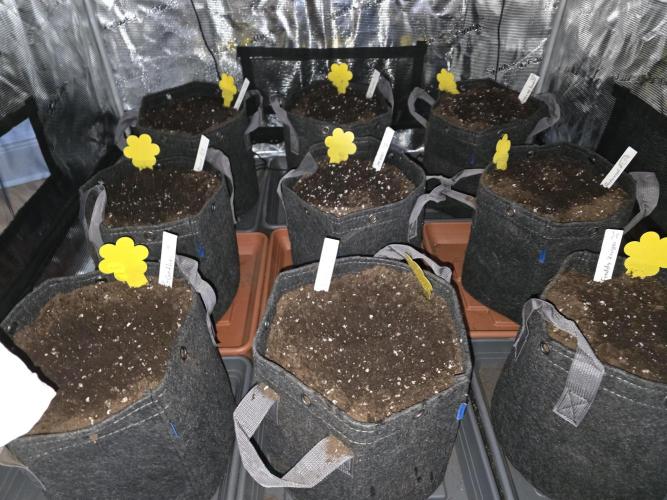 Master Series 4×4 Grow Tent (120×120×200 cm). Week 0
