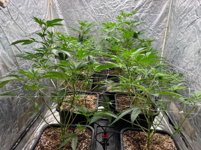 Da_BIG-GROw. Week 4