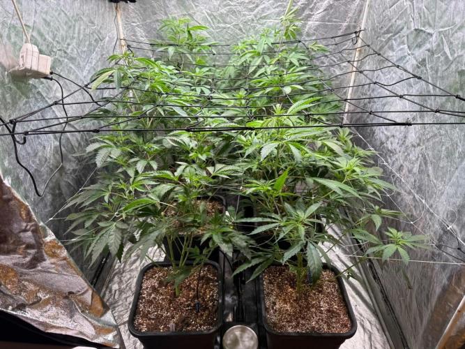 Da_BIG-GROw. Week 4
