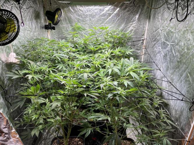 Da_BIG-GROw. Week 2 - CMH 315 X2 