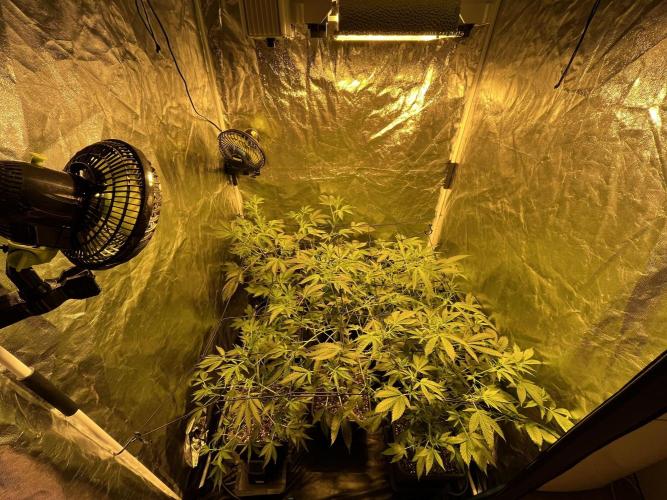 Da_BIG-GROw. Week 2 - Gavita 750 pro de 