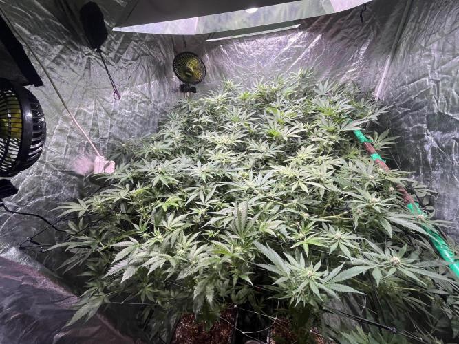 Da_BIG-GROw. Week 3 - CMH 315 X2