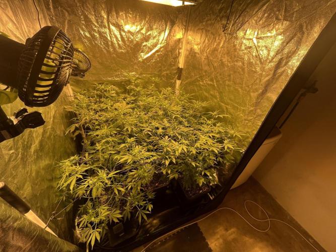 Da_BIG-GROw. Week 3 - Gavita 750w Pro de 