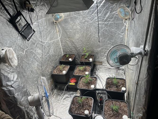 Da_BIG-GROw. Week 1