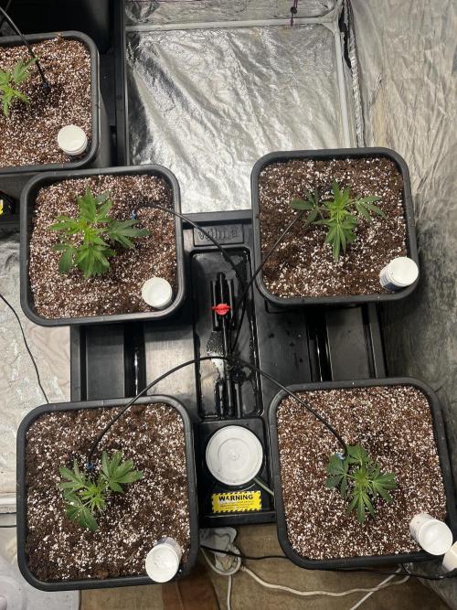 Da_BIG-GROw. Week 1