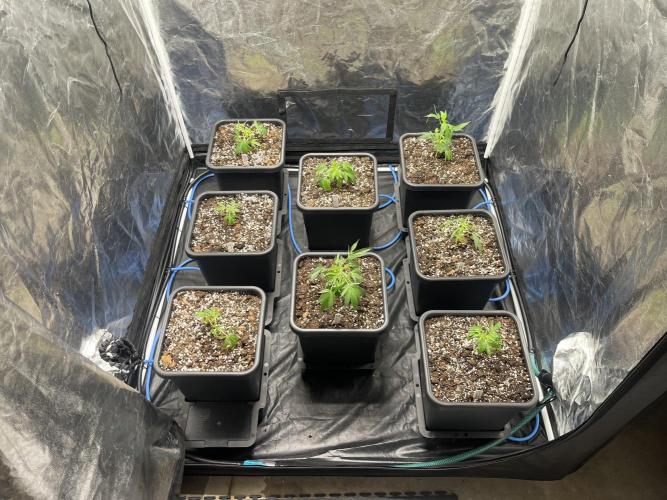 Da_BIG-GROw. Week 1
