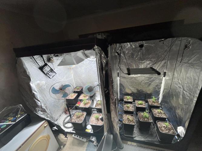 Da_BIG-GROw. Week 1