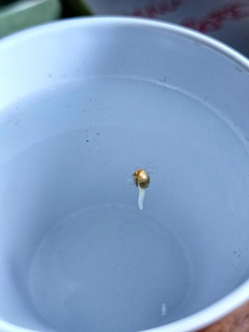 Lemon Skunk Auto and Bear Dance Auto. Week 0 - after new water Bear Dance Auto germinated 