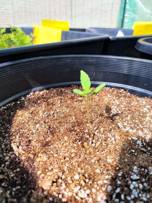 Lemon Skunk Auto and Bear Dance Auto. Week 2
