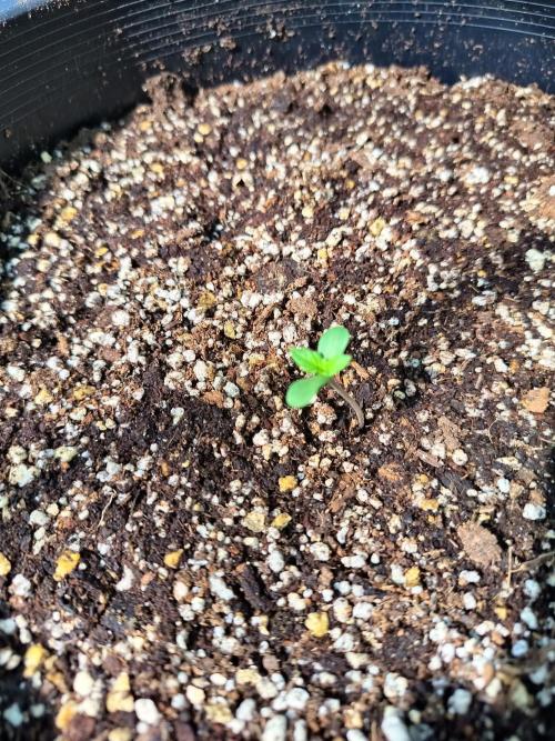 Lemon Skunk Auto and Bear Dance Auto. Week 2