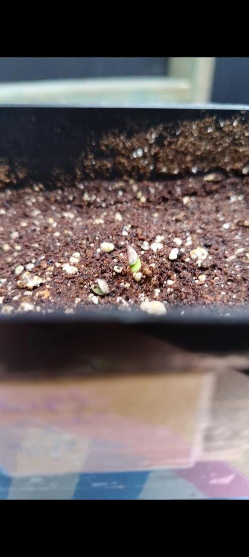 Sleepy Joe Grow. Week 0 - 2nd Aug