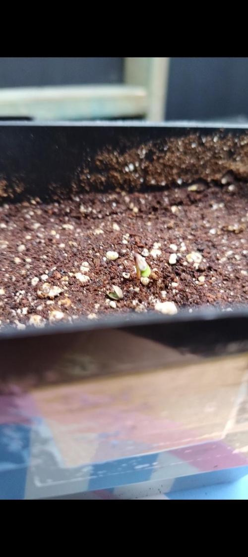 Sleepy Joe Grow. Week 0 - 2nd Aug 