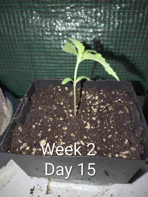 Sleepy Joe Grow. Week 2