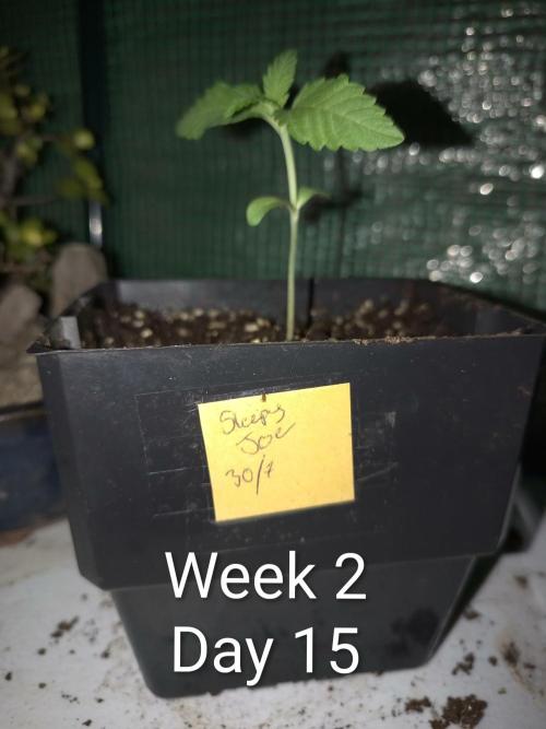 Sleepy Joe Grow. Week 2
