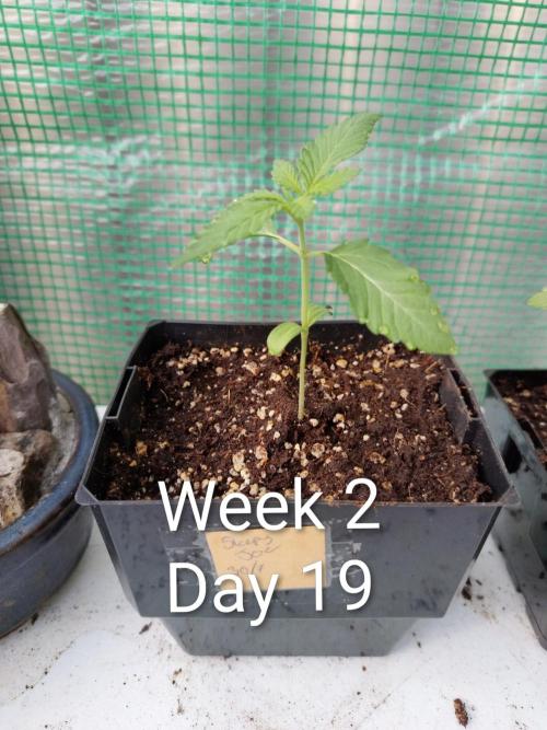 Sleepy Joe Grow. Week 2