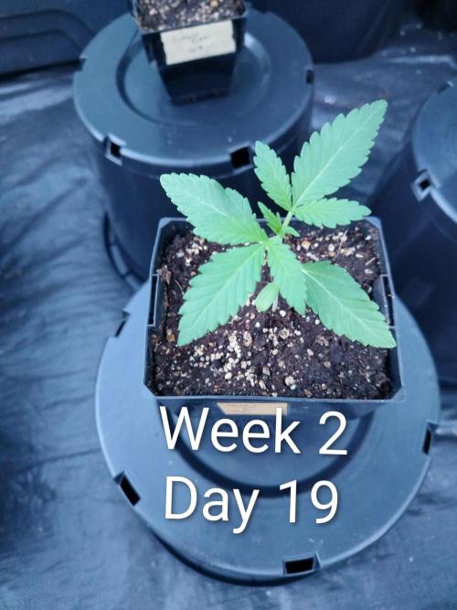Sleepy Joe Grow. Week 2
