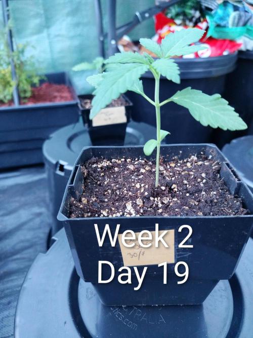 Sleepy Joe Grow. Week 2