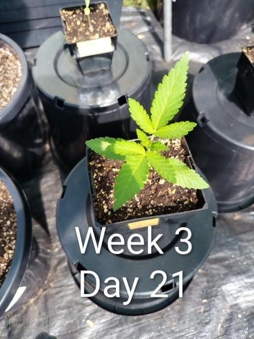 Sleepy Joe Grow. Week 3
