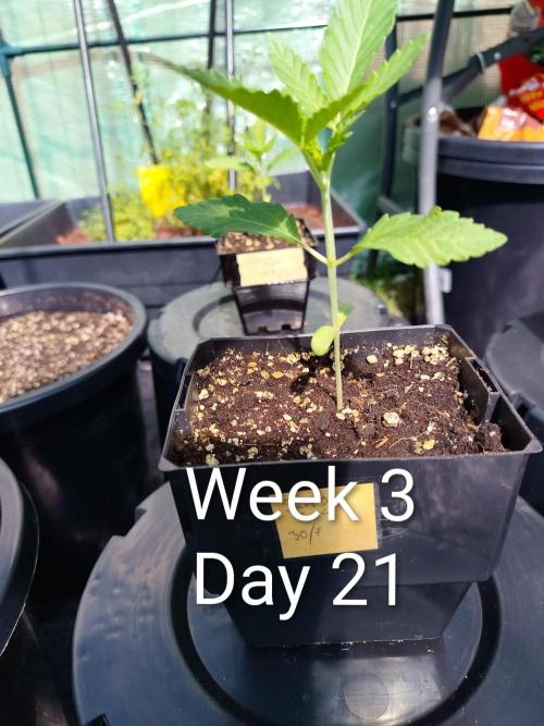 Sleepy Joe Grow. Week 3