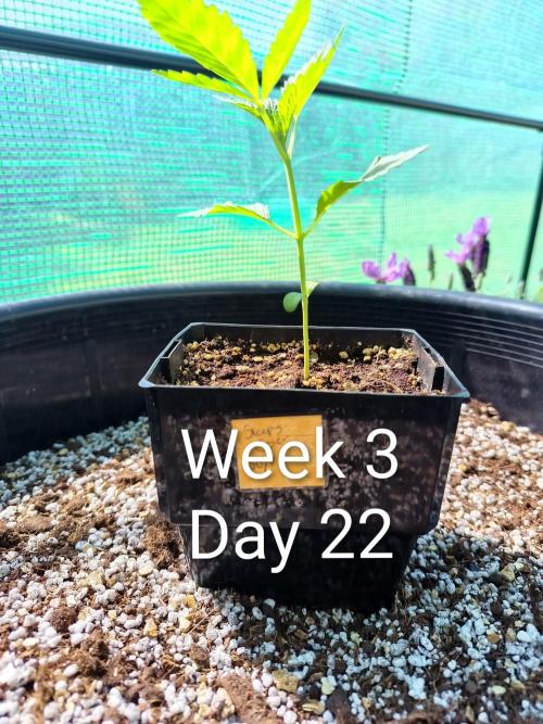 Sleepy Joe Grow. Week 3