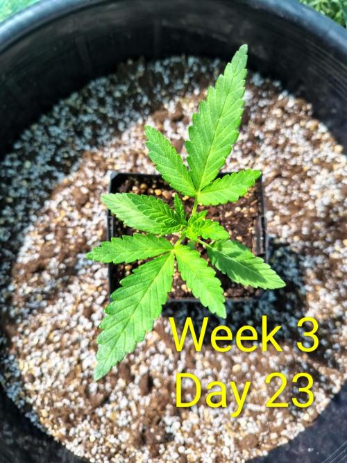 Sleepy Joe Grow. Week 3