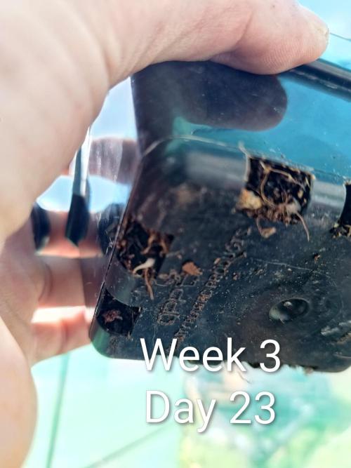 Sleepy Joe Grow. Week 3