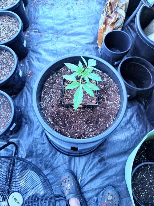Sleepy Joe Grow. Week 3