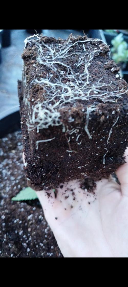 Sleepy Joe Grow. Week 3 - nice healthy roots 