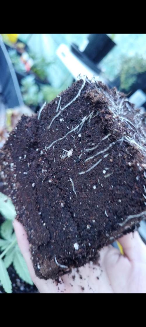 Sleepy Joe Grow. Week 3