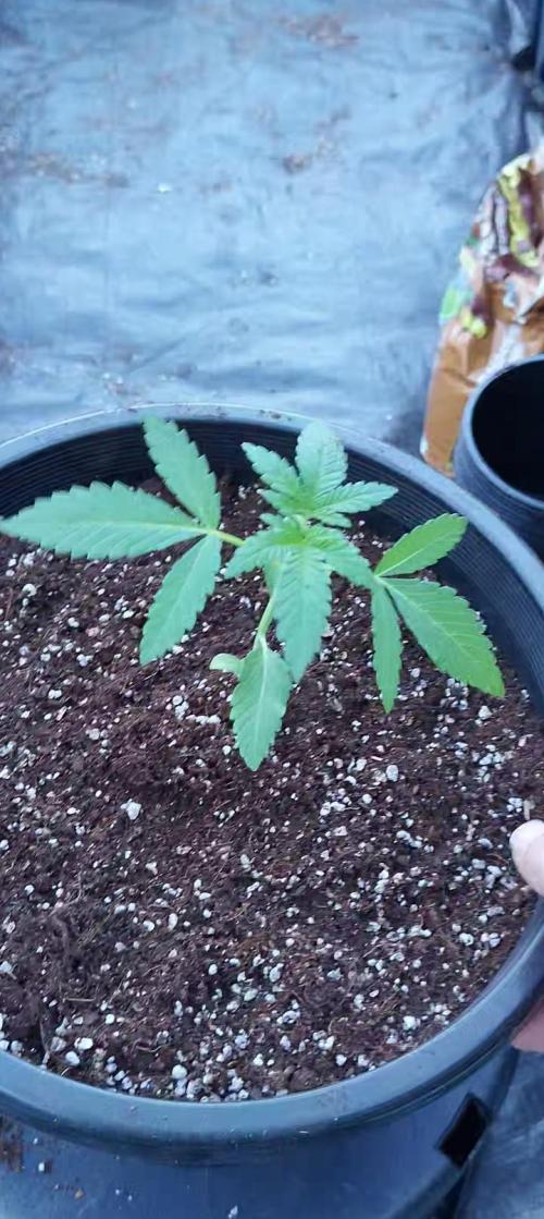 Sleepy Joe Grow. Week 3 - her new 13.5L pot 
