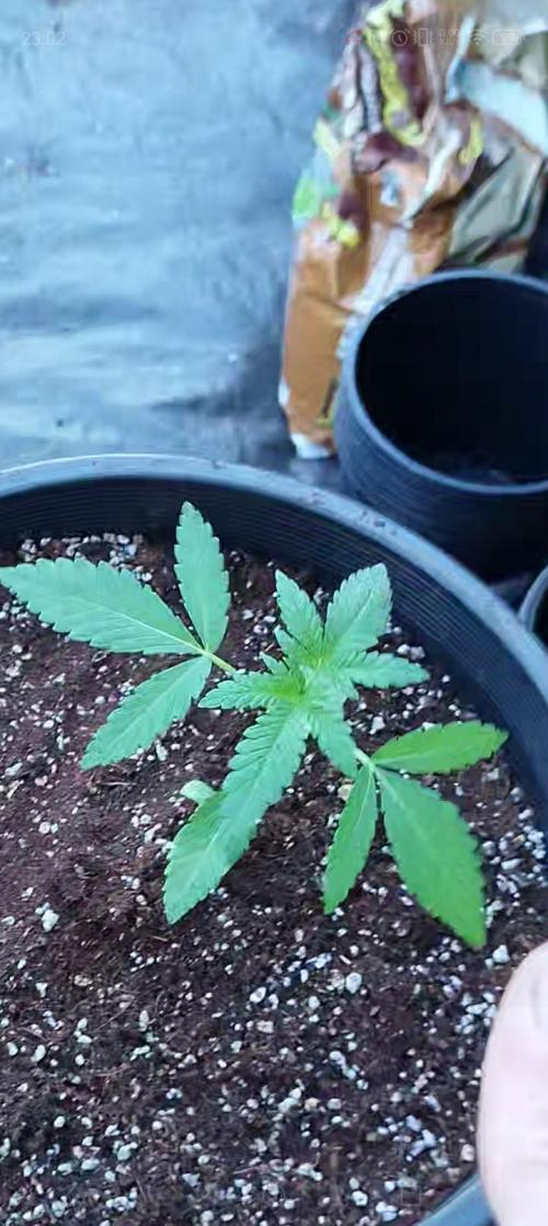 Sleepy Joe Grow. Week 3