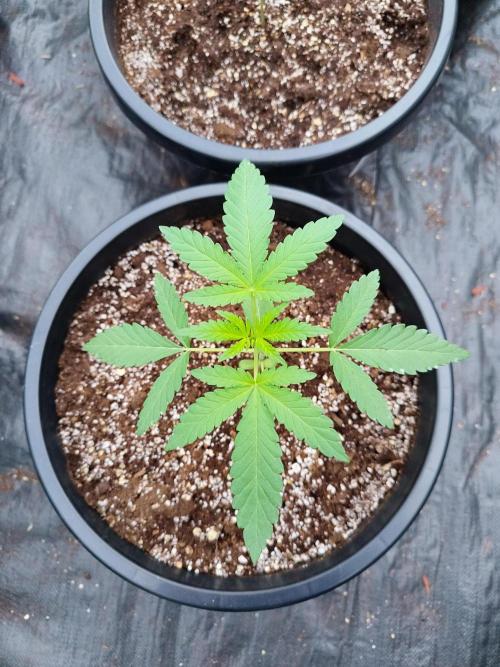 Sleepy Joe Grow. Week 4 - Day 26