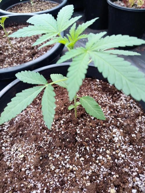 Sleepy Joe Grow. Week 4 - Day 26
