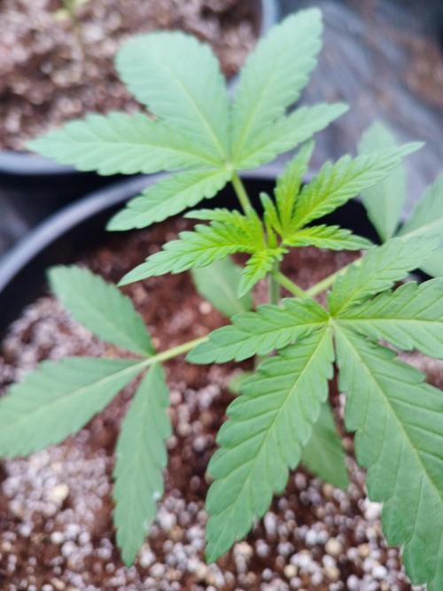 Sleepy Joe Grow. Week 4 - Day 26