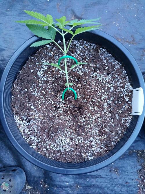 Sleepy Joe Grow. Week 4 - Day 27 First time low stress training Does it look correct to you Growmies ✌️
