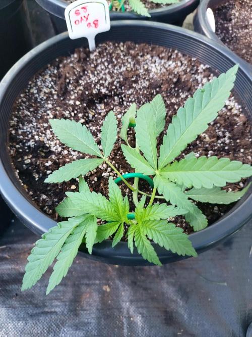 Sleepy Joe Grow. Week 5
