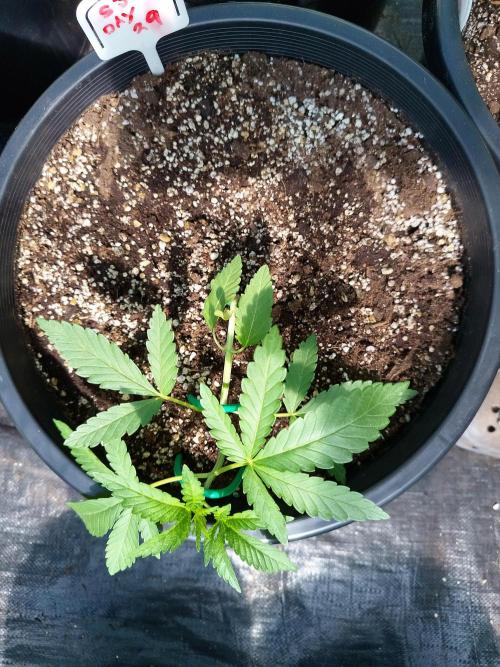 Sleepy Joe Grow. Week 5